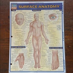 Quick Study Surface Anatomy Reference Guide